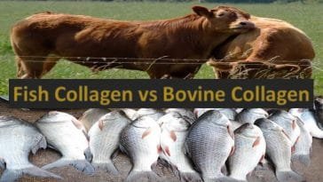 bovine and fish collagen