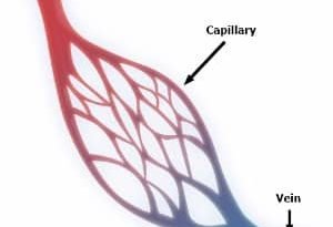 vein arteries and capillaries