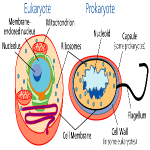 prokaryotes and Eukaryotes