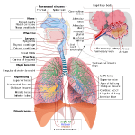 Pulmonary Respiration