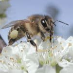 Bees promote xenogamy, a type of cross-pollination that increases genetic variability