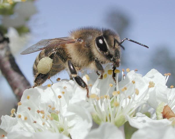 Bees promote xenogamy, a type of cross-pollination that increases genetic variability