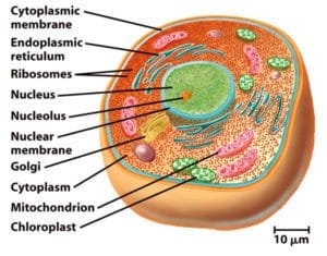 parts of a eukaryotic cell