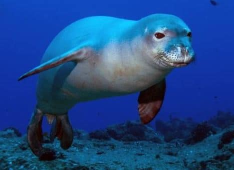 Differences between sea lion, seal and walrus – LORECENTRAL