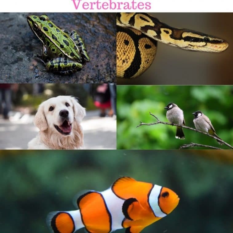 Characteristics of vertebrates – LORECENTRAL