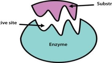 Enzyme and it's substrate