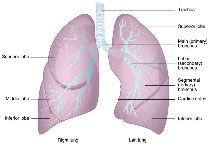 Parts of the human lungs